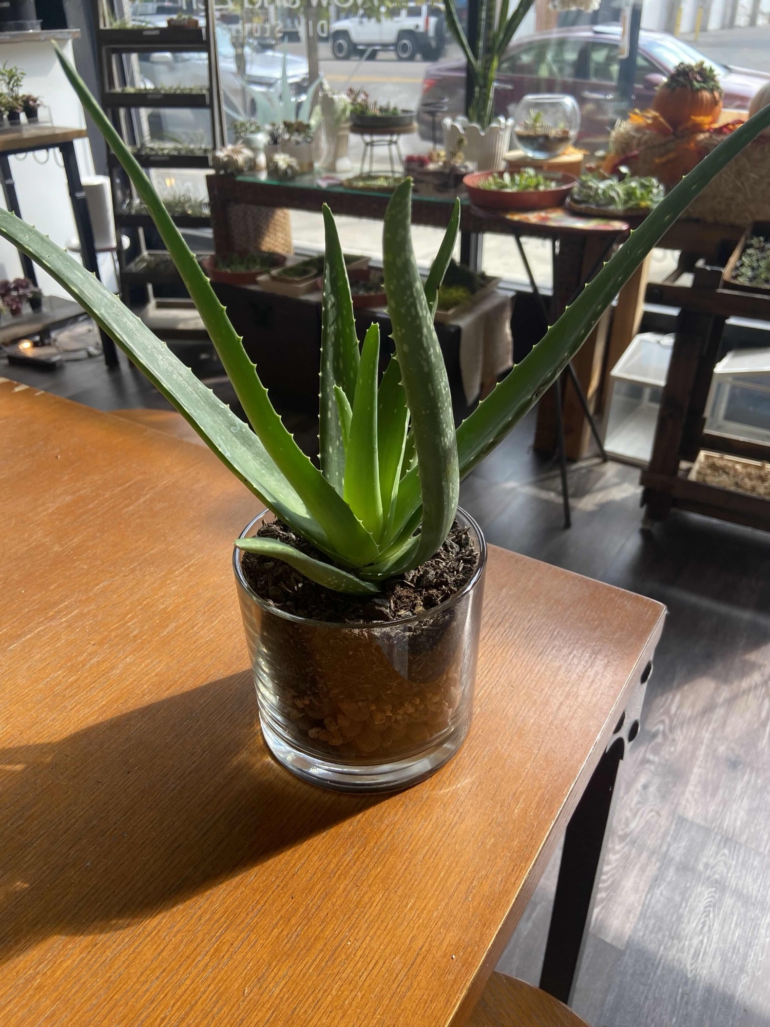 A potted plant styled in a decorative vessel, ready to take home