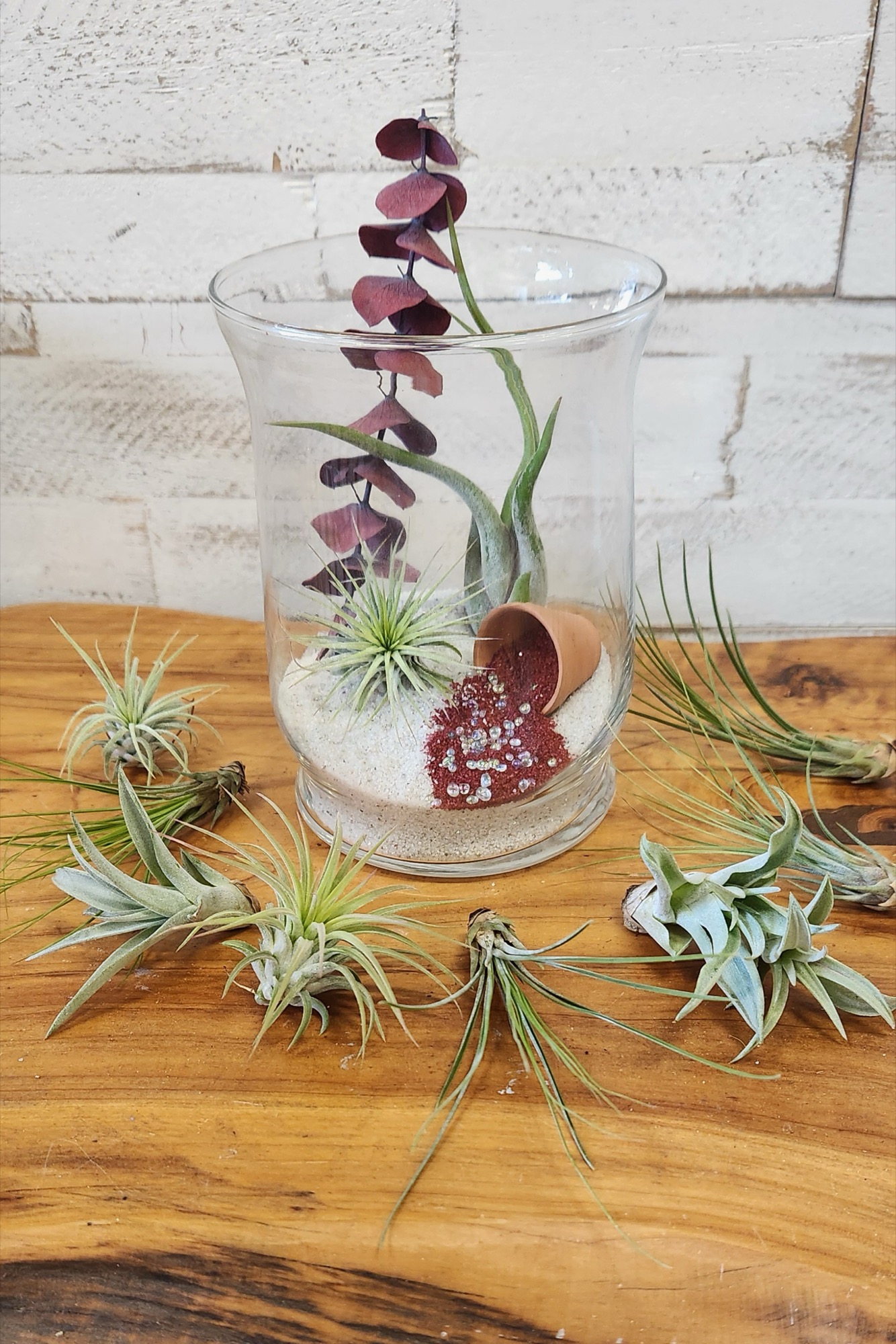 Burgandy Bliss, a glass hurricane terrarium with deep red foliage and air plants