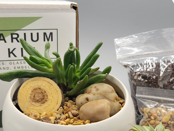 A Terrarium DIY Kit: planted bowl, kit box, and sealed bags of soil and stones