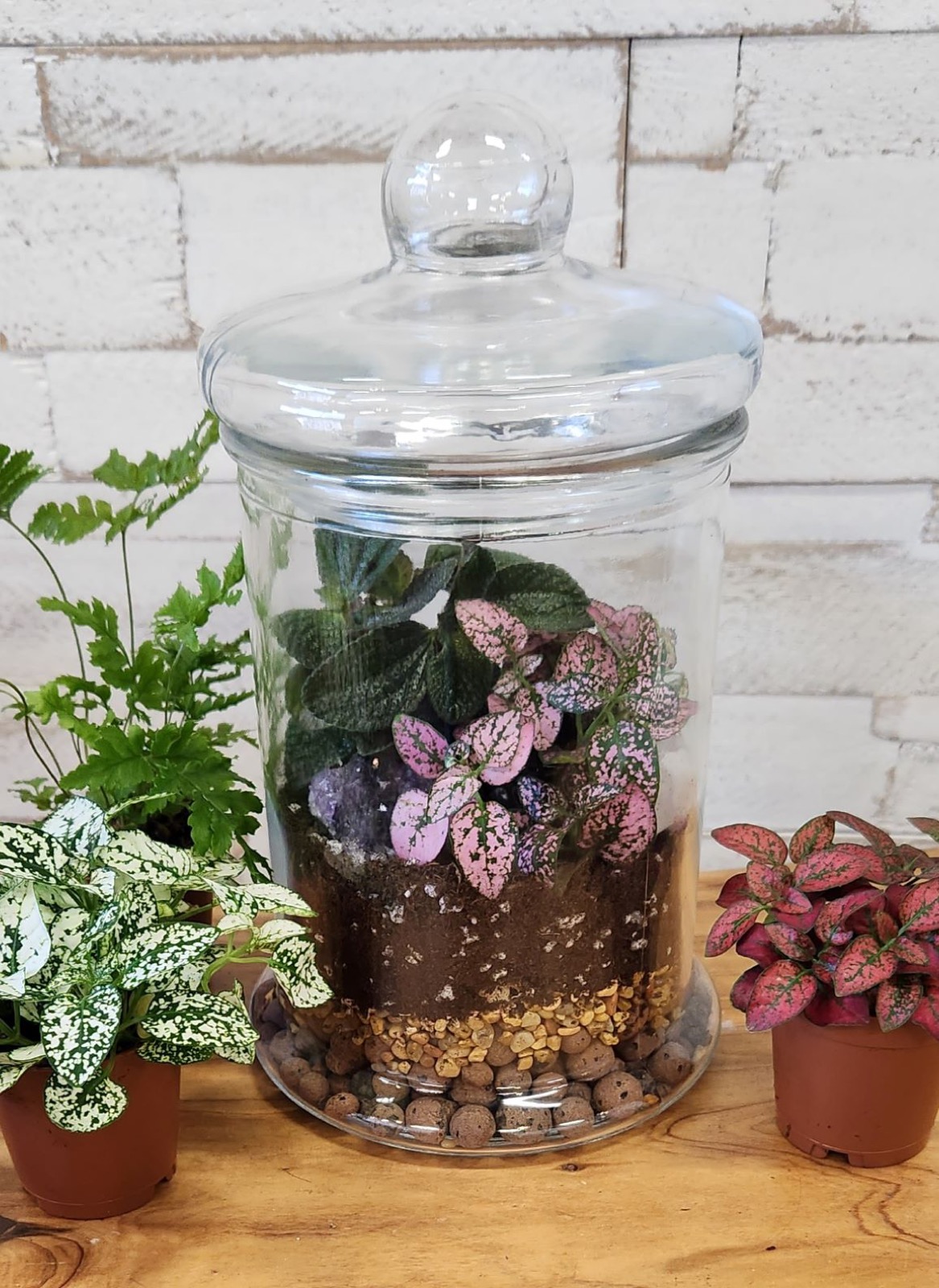A closed jar terrarium with pink polka dot plants and fern, beside potted houseplants