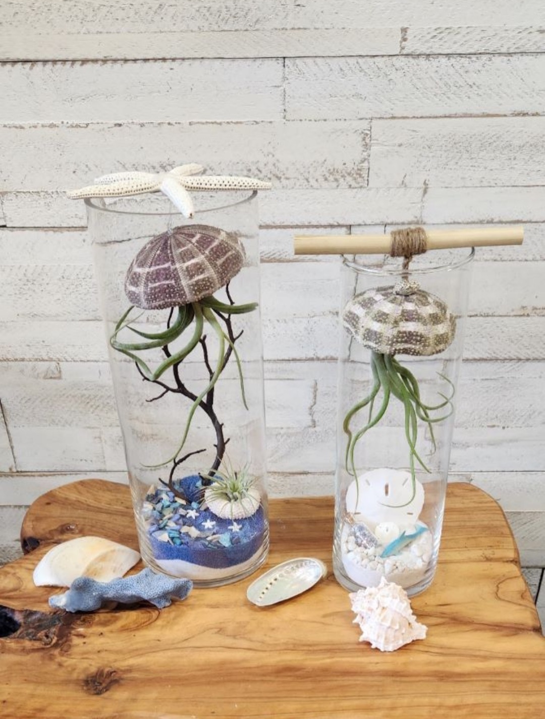 Two tall glass cylinders with sea-urchin-shell jellyfish air plants hanging over blue and white sand, shells set around the base