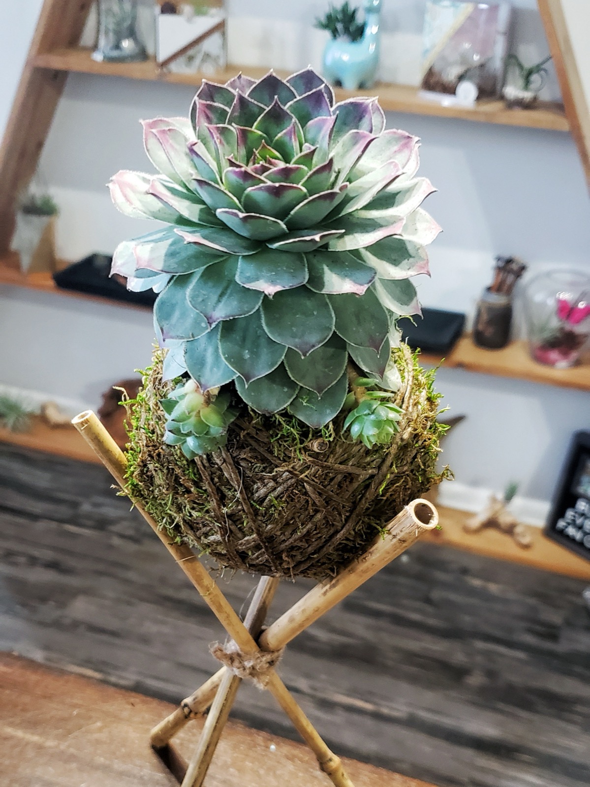 A large rosette succulent set into a moss-wrapped kokedama ball, resting on a crossed bamboo stand