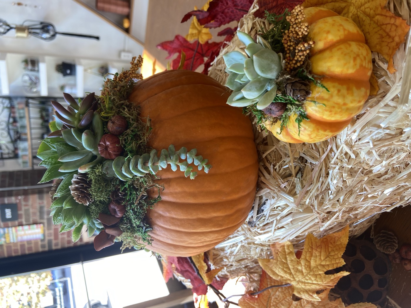 Two pumpkins topped with succulents, moss, and pine cones, staged on a hay bale with fall leaves in the studio