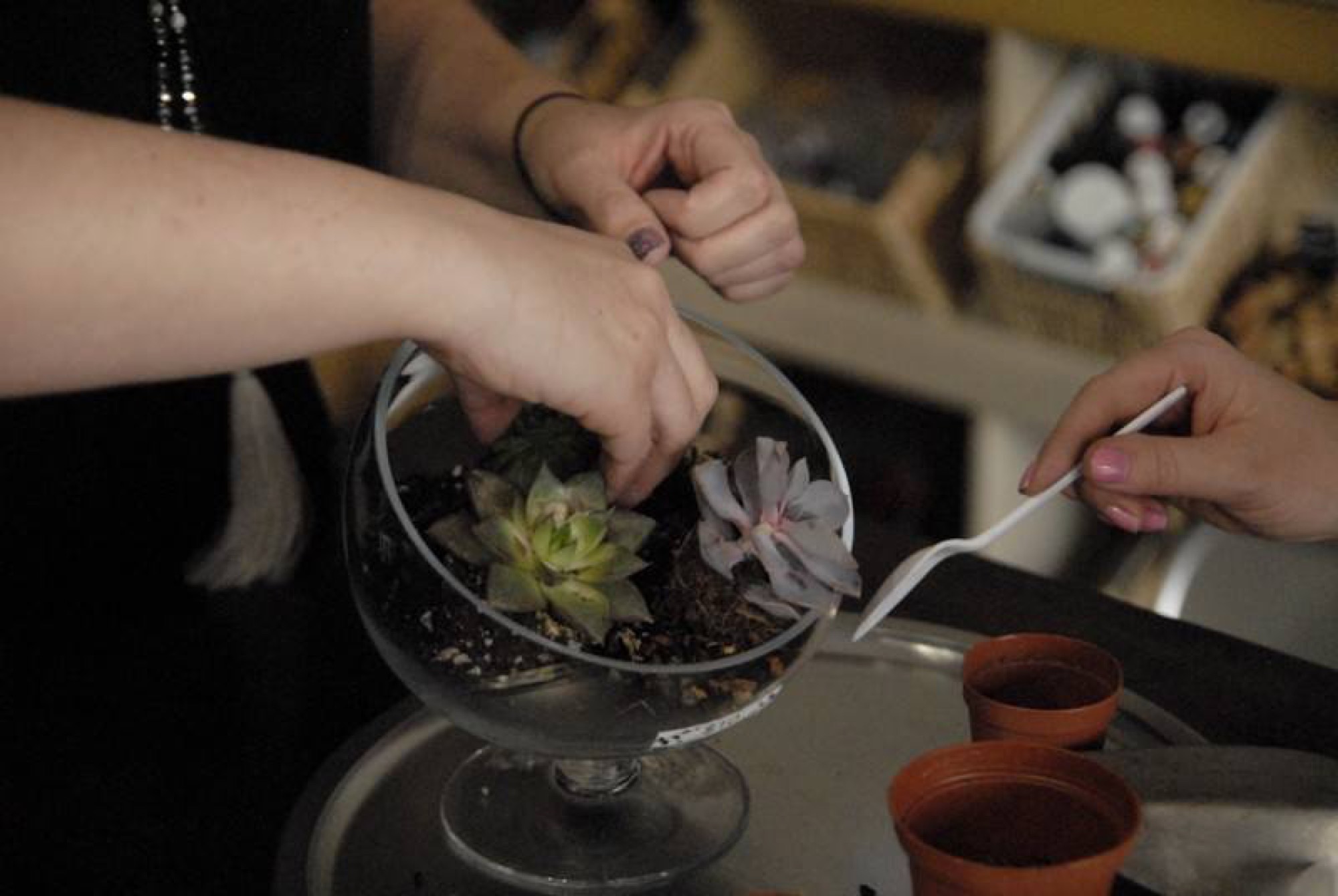 A couple building a terrarium together on a date
